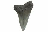 Fossil Broad-Toothed Mako Tooth - South Carolina #340975-1